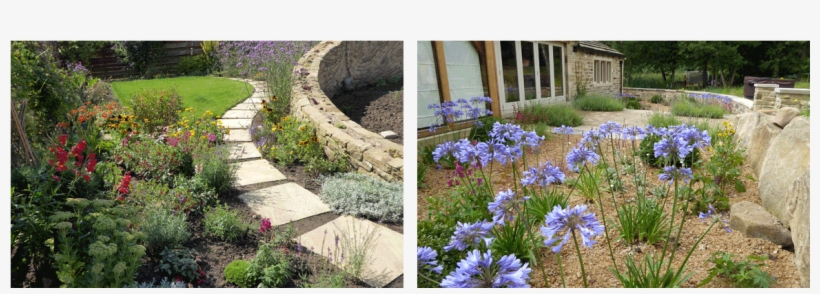 Garden Design Ideas For You And Your Garden - Agapanthus, transparent png