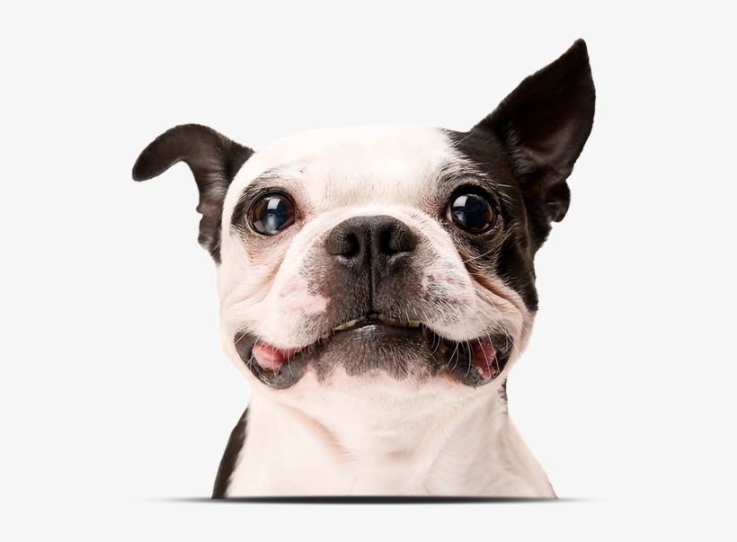 Somerset's Best Doggie Daycare - Ige Allergy Testing Dog, transparent png