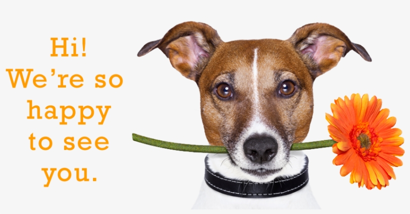 Don't Get Left Behind - Companion Dog, transparent png