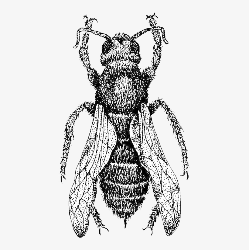 Home - Bee, transparent png