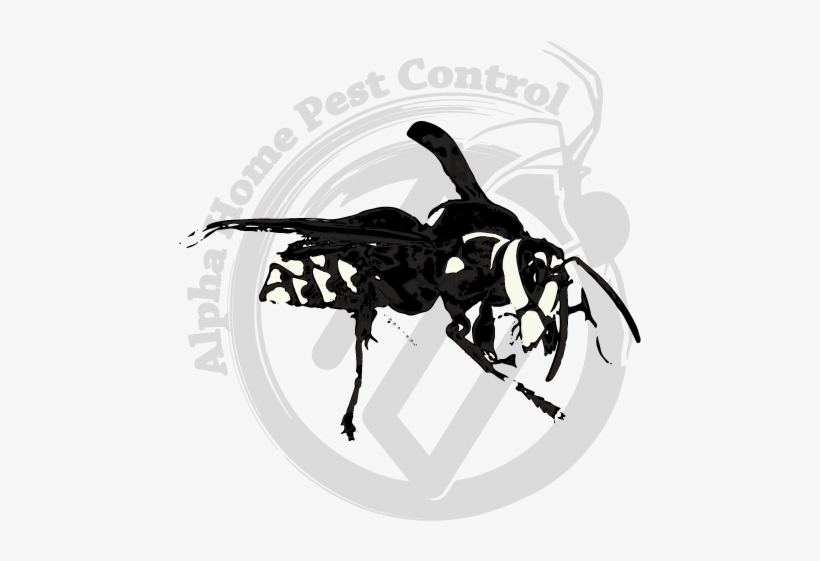 Bald Face Hornet Image Gallery - Illustration, transparent png