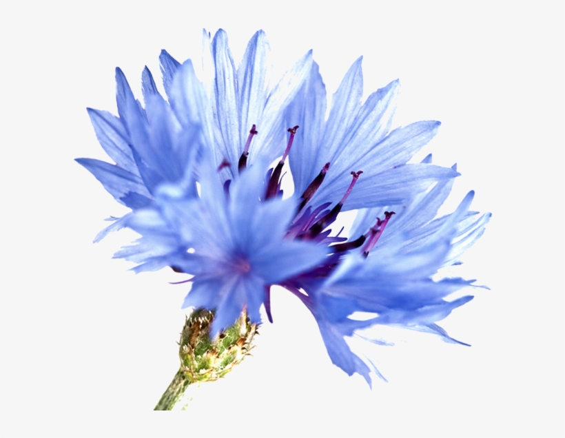 Uses In Natural Beauty And Skincare - Cornflower Watercolor, transparent png