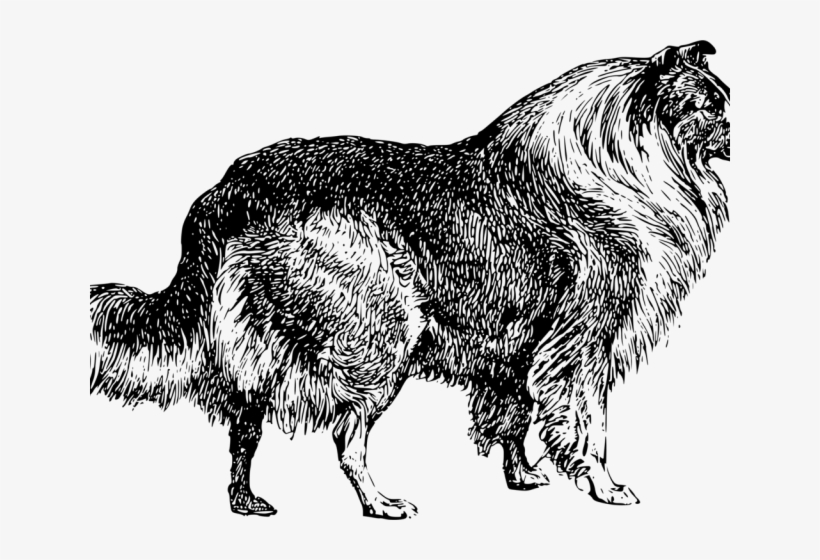 Border Collie Clipart Tribal - Rough Collie, transparent png