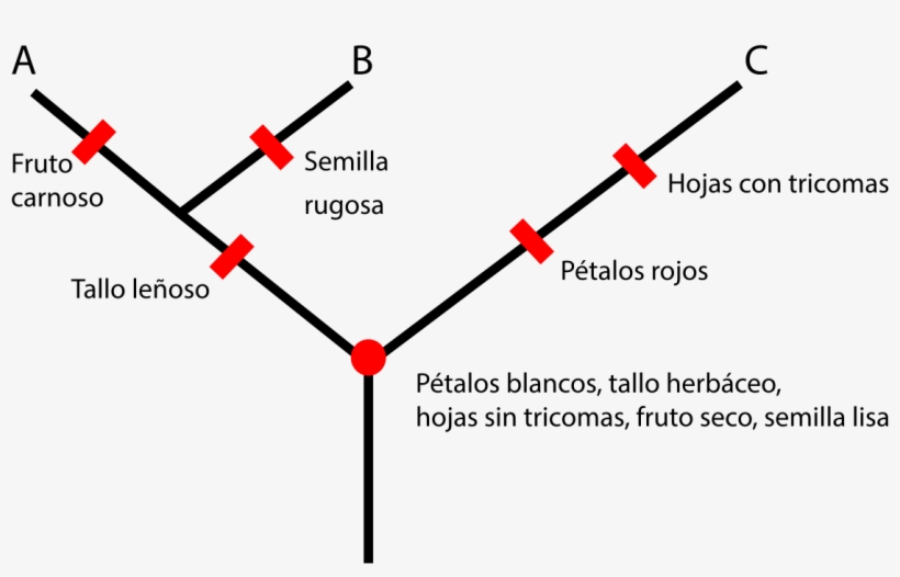Ejemplo De Cladograma, transparent png