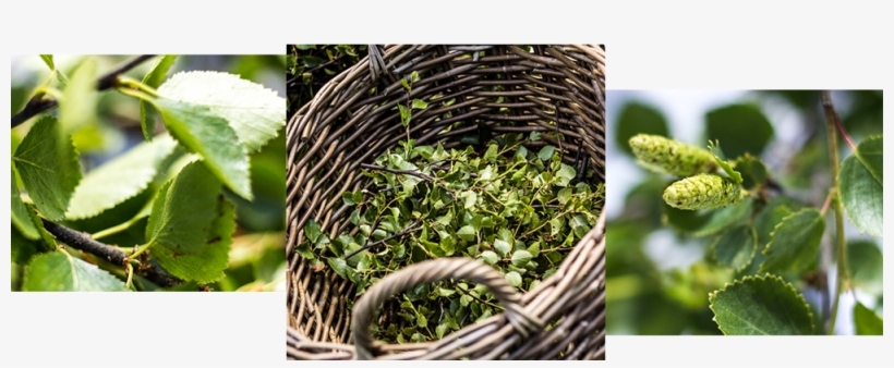 Birch Herbs Soley - Plantation, transparent png