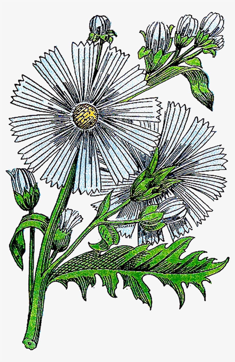 Vintage - Passion Flower, transparent png