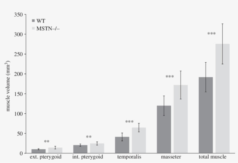 Bar Graph Plot Of Muscle Volumes For Mstn−/− And Wt - Diagram, transparent png