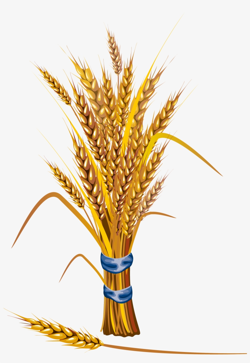 Symbol Of A - Cereals Illustration Png, transparent png