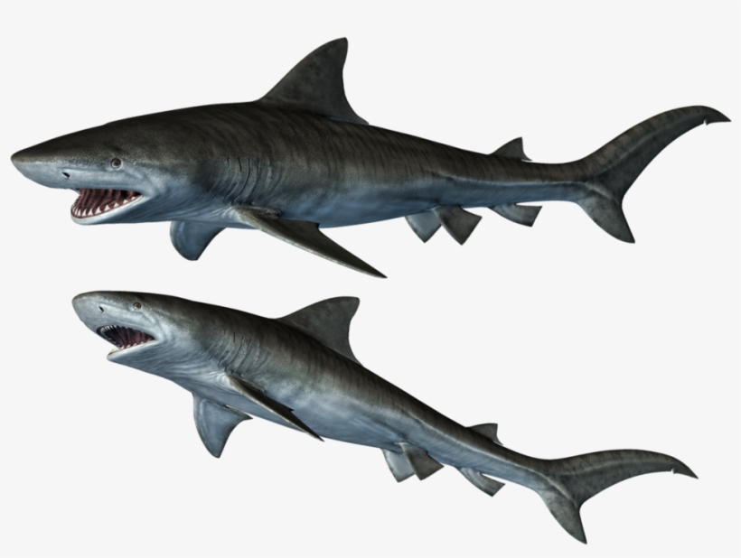 9 Photos - Sharks Png, transparent png
