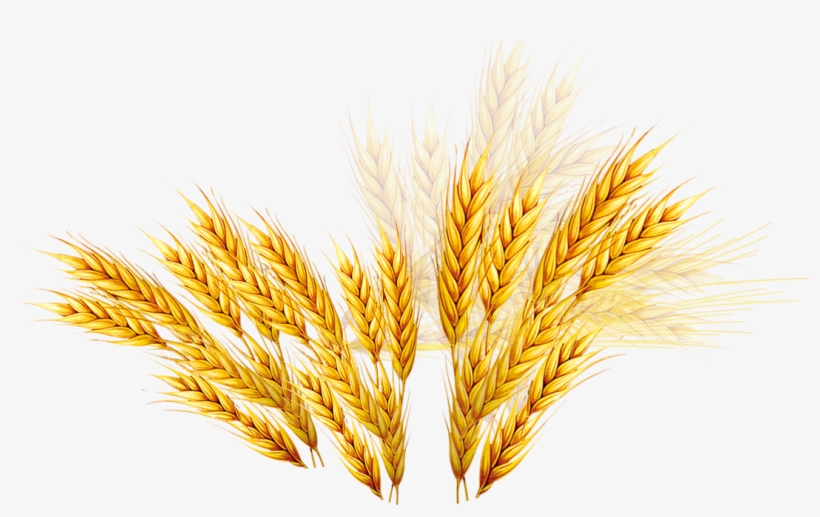 Vector Royalty Free Library Emmer Coupon Rice Wheat - 麦子, transparent png