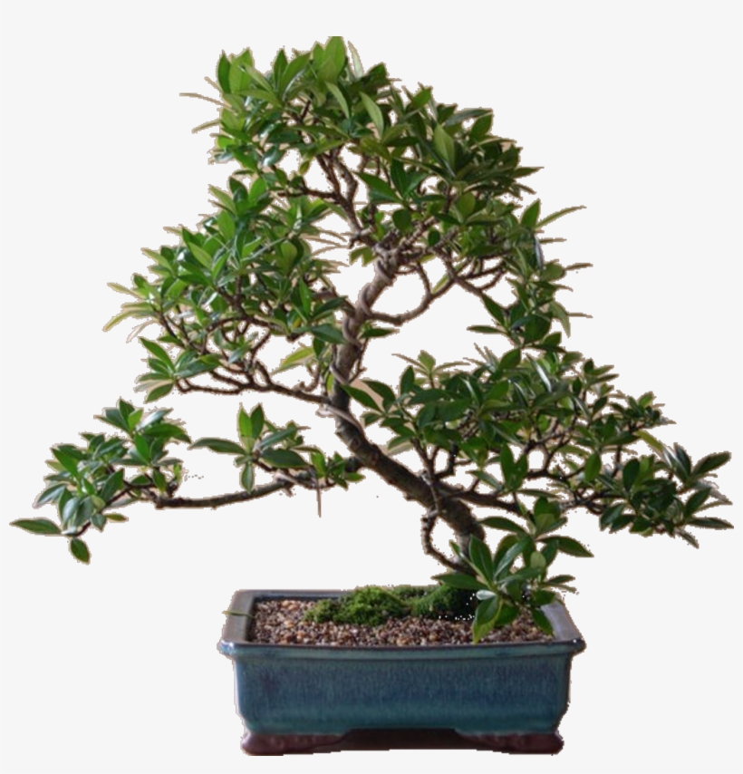 Bonsaitree Sticker - Sageretia Theezans, transparent png