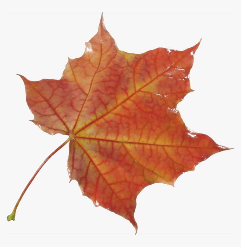 10 Autumn Png Leaf Postimage - Hoja De Otoño Png, transparent png
