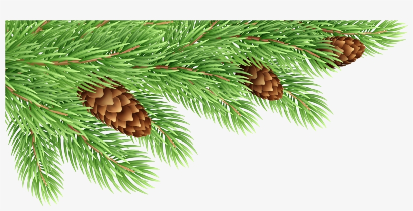 Pine Tree Branch Png, transparent png