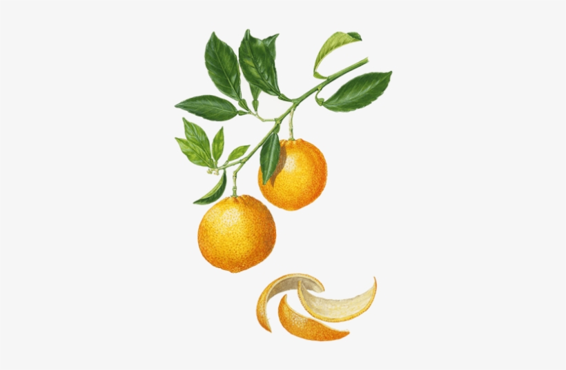 Sweet Orange - Citrus × Sinensis, transparent png