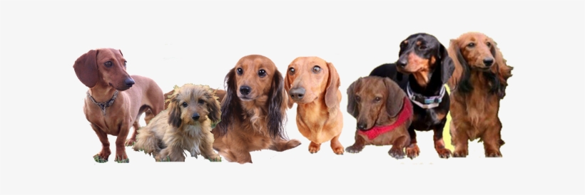 Dachshund, transparent png