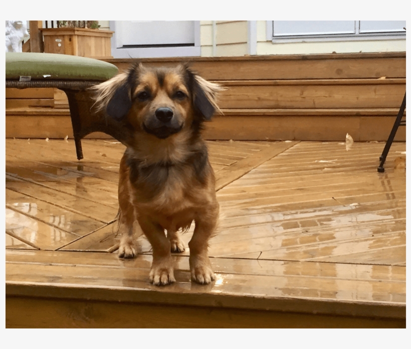 Jiffy Is A 2 Year Old, Long Haired Dachshund That Loves - Companion Dog, transparent png