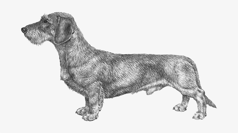 Dachshund Wire Haired Fci148 Wire Haired Dachshund Png 800x800