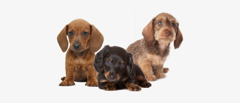 740-2209 Cartersdoxies@att - Dachshund Puppy Png, transparent png