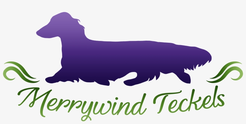We Have Miniature Longhair Dachshunds In A Variety - Companion Dog, transparent png