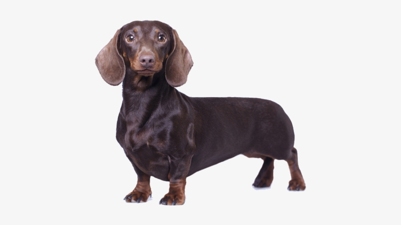 Despite Their Primary Reputation As Household Dogs, - Dog, transparent png