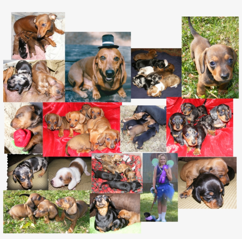 We Love And Breed Akc Registered Mini Dachshunds Here - Miniature Dachshund, transparent png