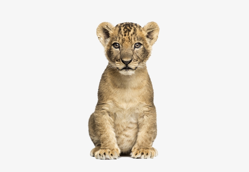 Lioncub Nala - Cb Editing Png Animal, transparent png
