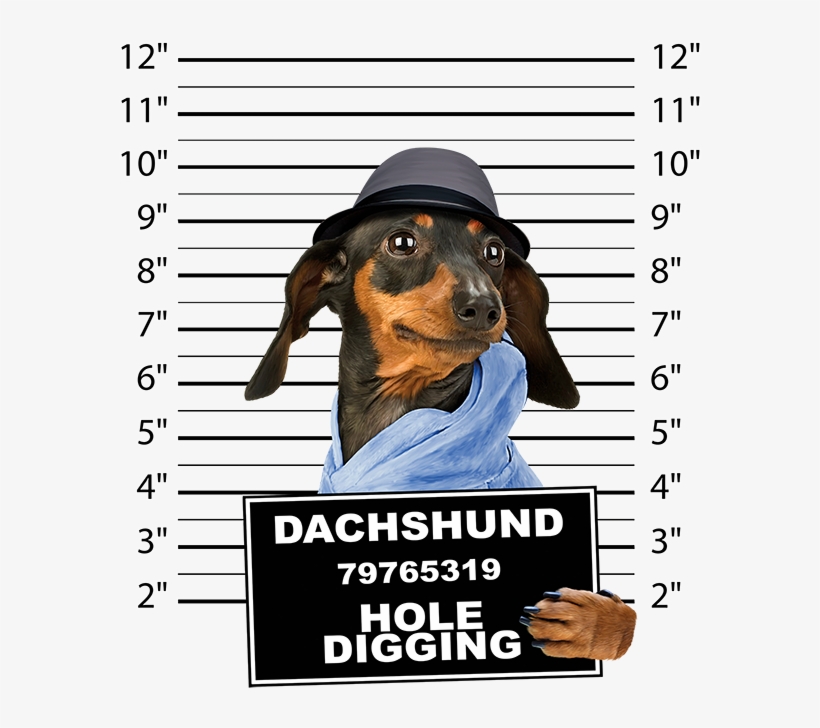 Dachshund Mug Shot Crew Sweatshirt Pick Your Size, transparent png