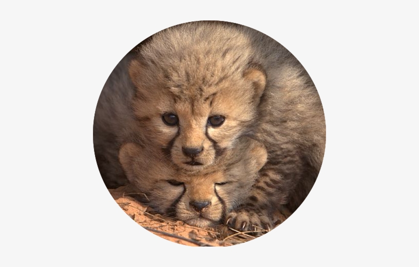 Cheetah Cubs Den 48287 - Cheetah Cubs Png, transparent png