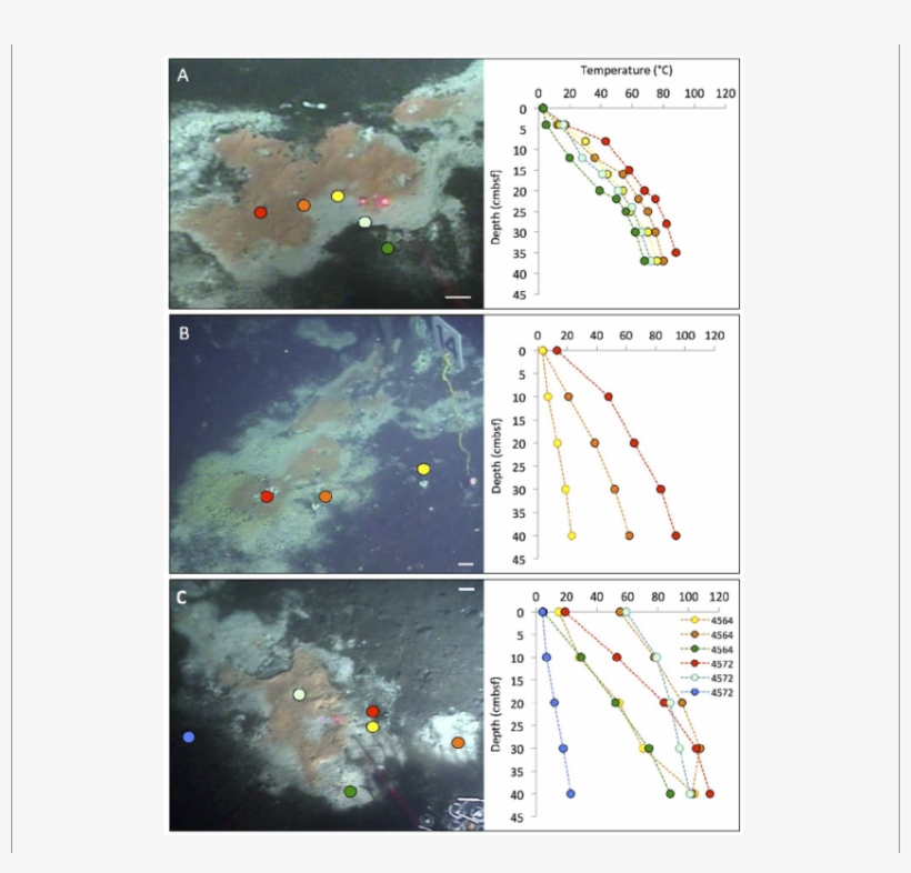 Typical " Fried Egg " Microbial Mats - Beggiatoa, transparent png