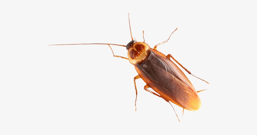 Brown Cockroach - Таракан Png, transparent png
