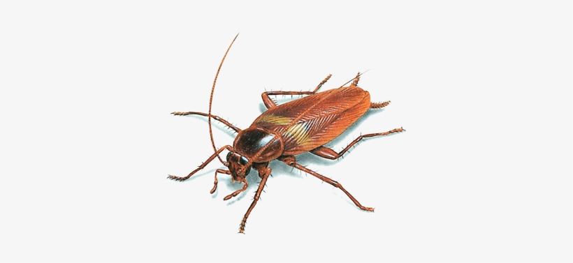 There Are Som Cockroaches - Brown Cockroach, transparent png