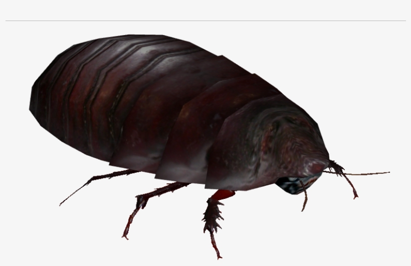 Giant Burrowing Cockroach 2 - Giant Burrowing Cockroach, transparent png
