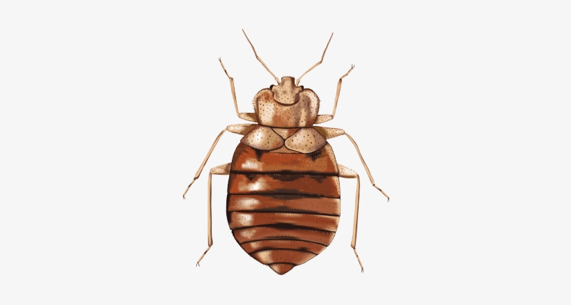 Image Result For Bed Bug Illustration - Bed Bugs, transparent png