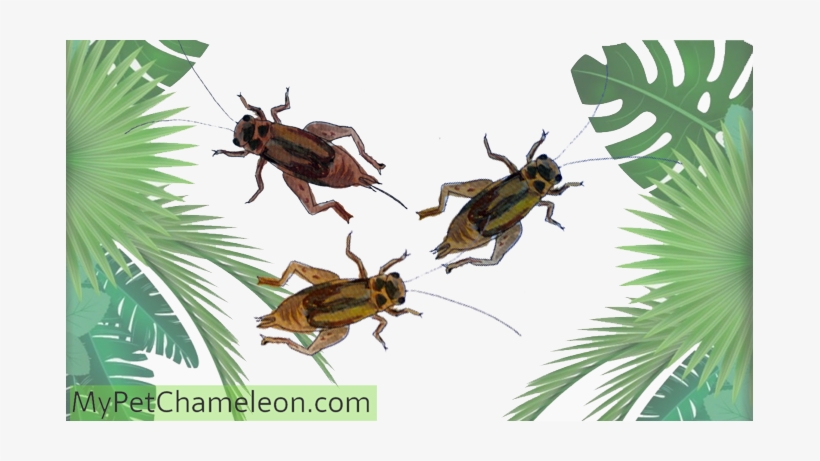 Gut - Zazzle Hipster-panda-bärn-tier Ipad Hülle, transparent png