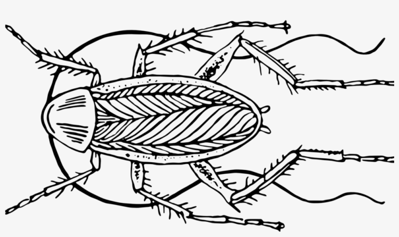Image Library Stock Bugs Drawing Hole - Cockroach (color: Royal Blue, Fit Type: Women, Size:, transparent png