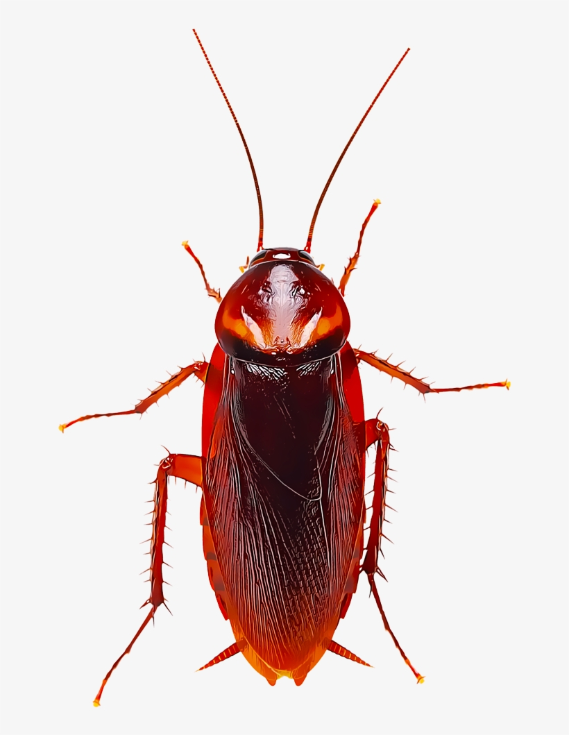 Several Species Of Cockroaches Are Found In Different - German American Cockroach, transparent png