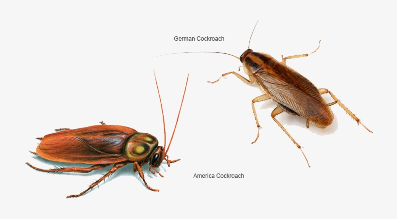 Cockroaches - Insects 400 Million Years Ago, transparent png