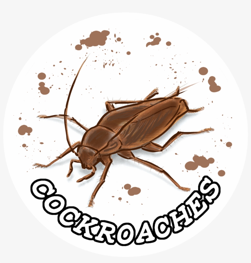 Cockroaches Named Variant - Weevil, transparent png