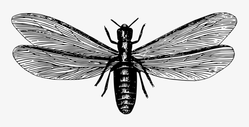 Ants And Termites Ants And Termites Pest Control - Flying Termites Png, transparent png
