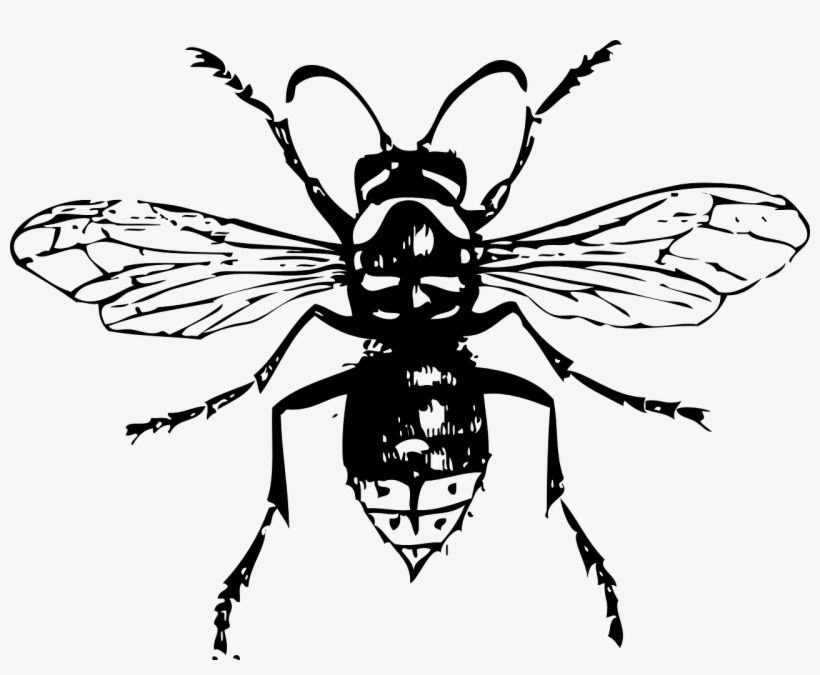 Free Bald Faced Hornet - Black Hornet By Rob Sinclair, transparent png