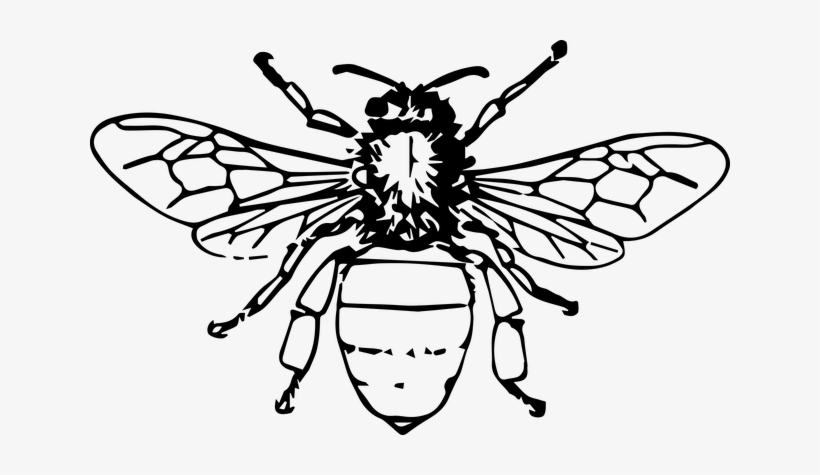 Animal Bee Bi Bug Insect Bee Bee Bee Bee B - Honeybee Black And White, transparent png