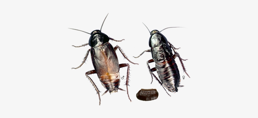 Oriental-roach - Oriental Cockroach, transparent png