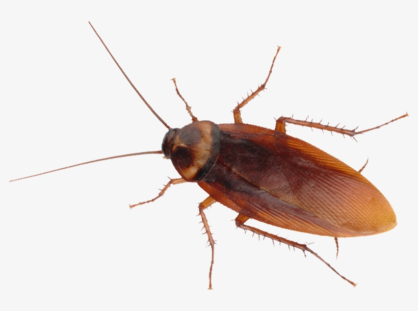 Cockroach Removal Control By Swat Pest Control Ltd - German Roaches, transparent png