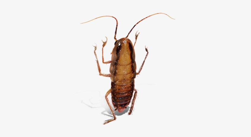 Cockroach, transparent png