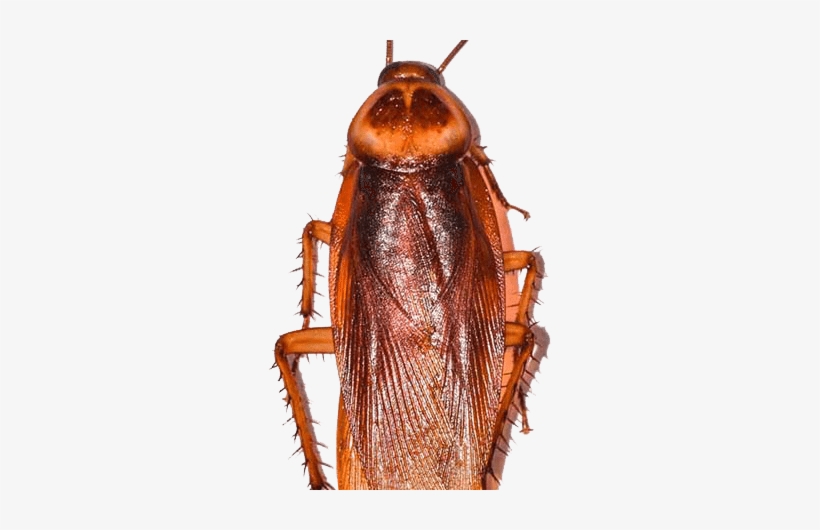 Pest & Rodent Control - Madagascar Hissing Cockroach, transparent png