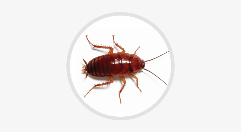 Outdoor Cockroaches/sewer And Oriental Cockroaches - Cockroach, transparent png