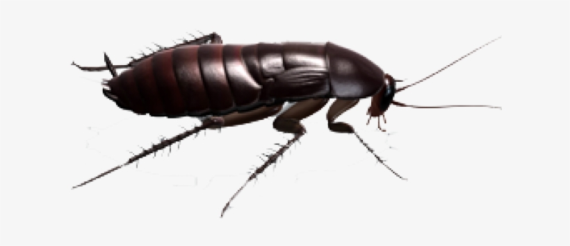 Download, transparent png