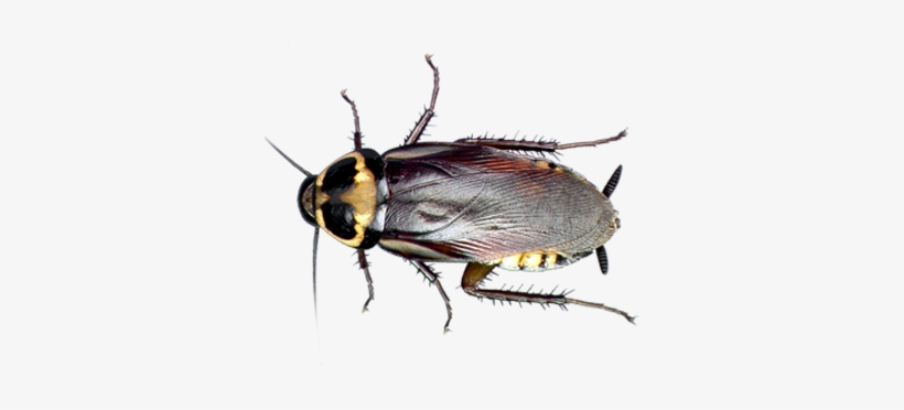 Roaches - Cockroach, transparent png