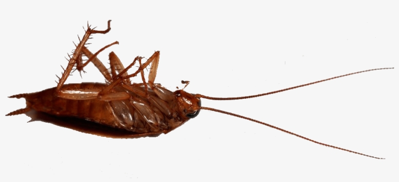 Ant - Madagascar Hissing Cockroach, transparent png