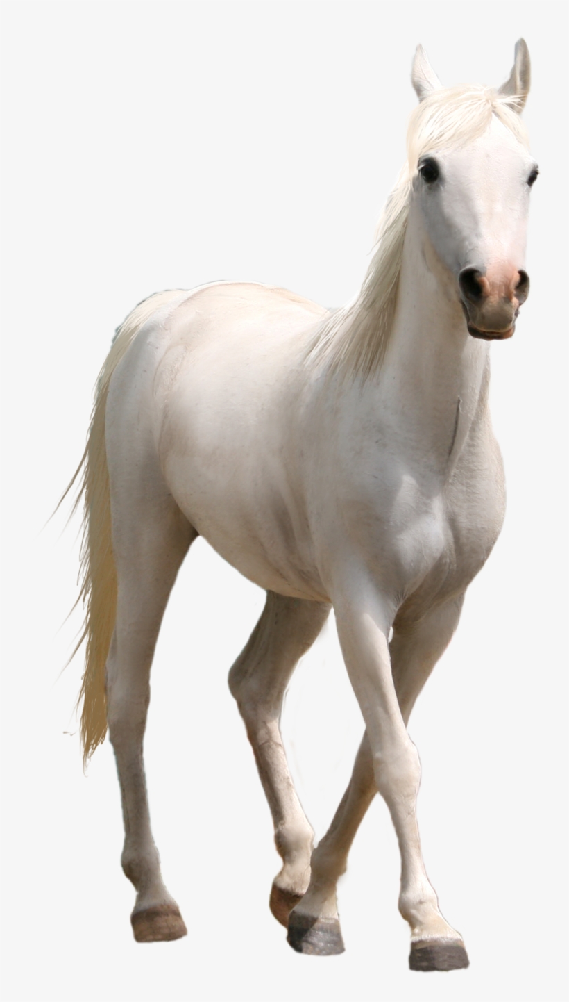 White Horse Png Three Transprent Photo - Horse Png, transparent png